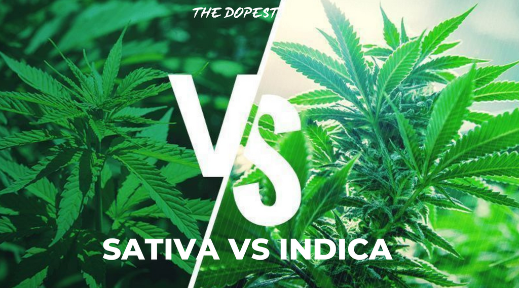 Strains: What's the difference between Indica, Sativa, and Hybrid strains?