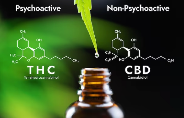 Why do people choose CBD over THC?