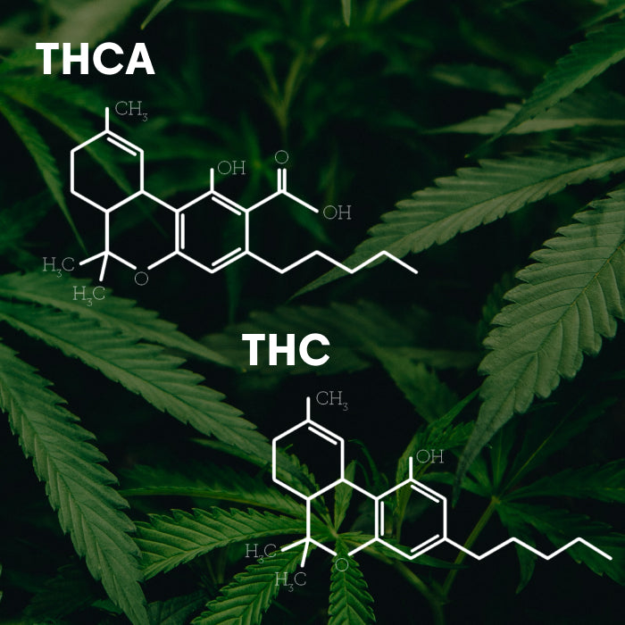 What’s the Difference Between THC and THCA?