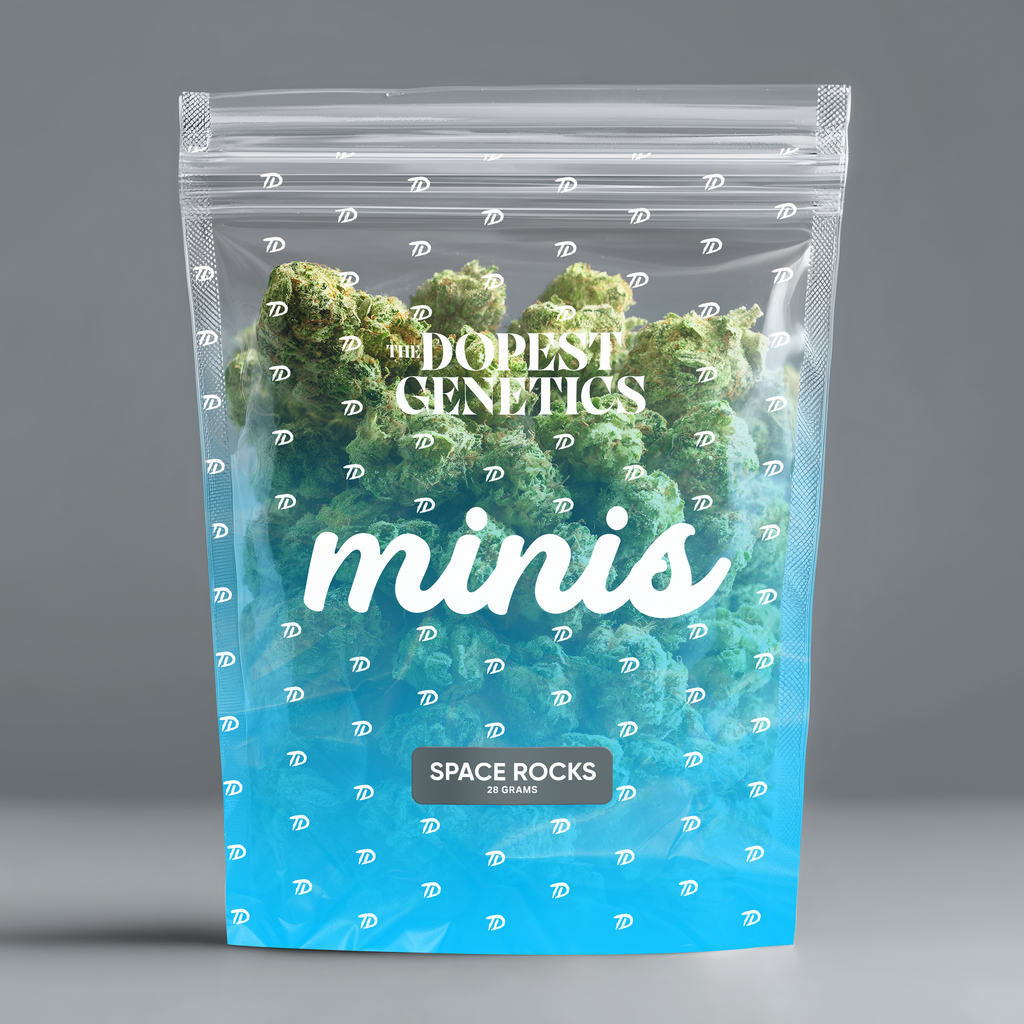 MINIS Space Rocks Hybrid Flower