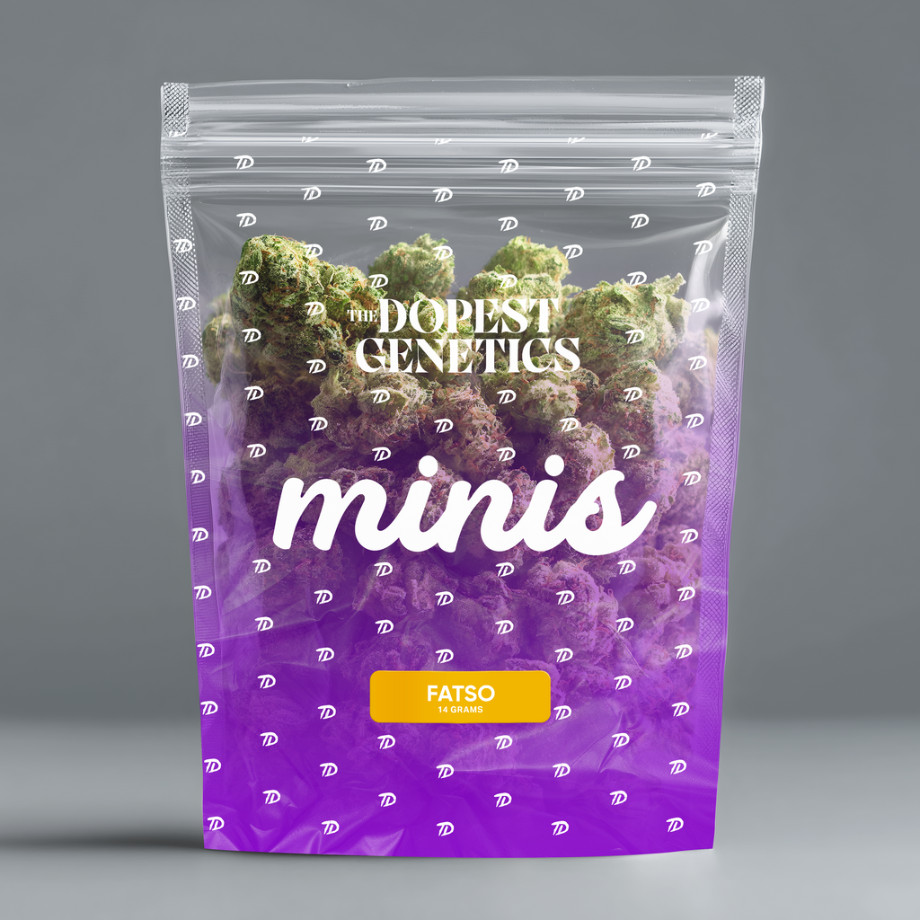 MINIS Fatso Indica Flower