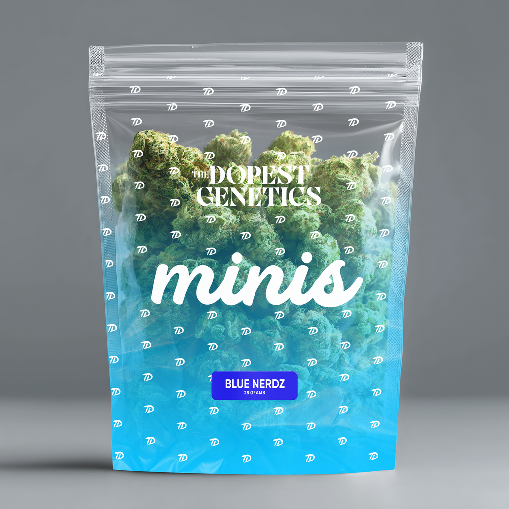 MINIS Blue Nerdz Hybrid Flower
